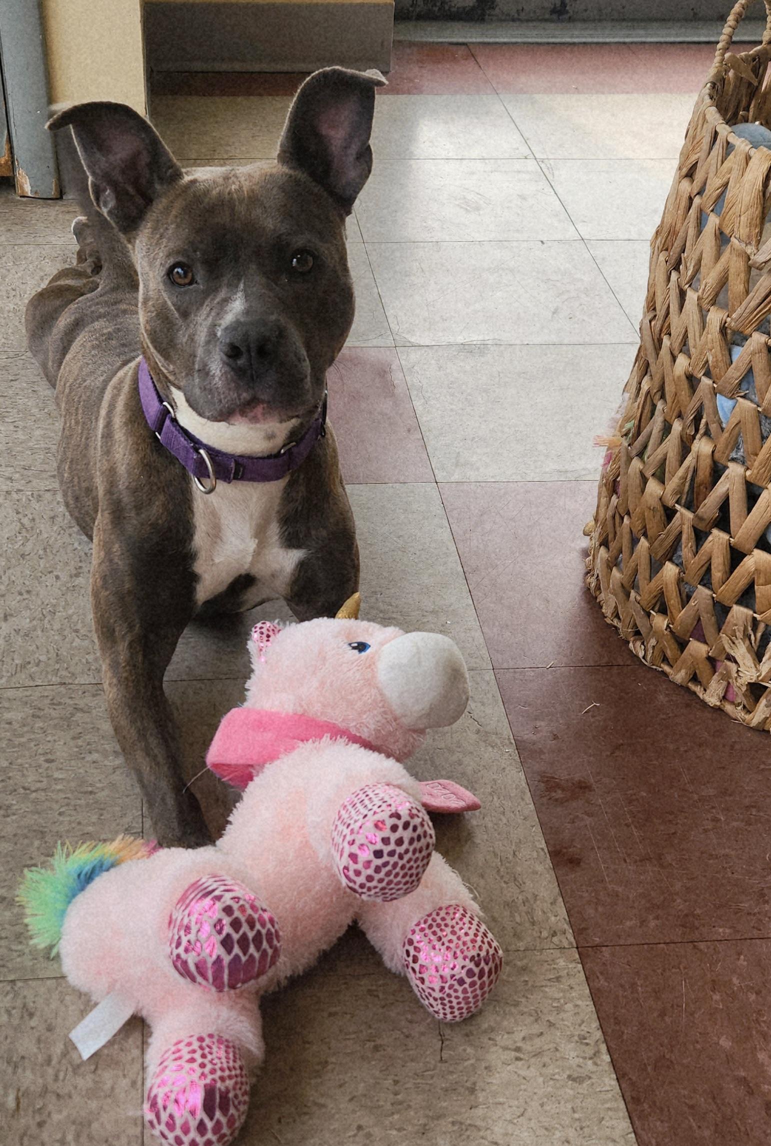 Enlarge Dory, a Adoptable American Staffordshire Terrier in Sewaren, NJ image 1/5