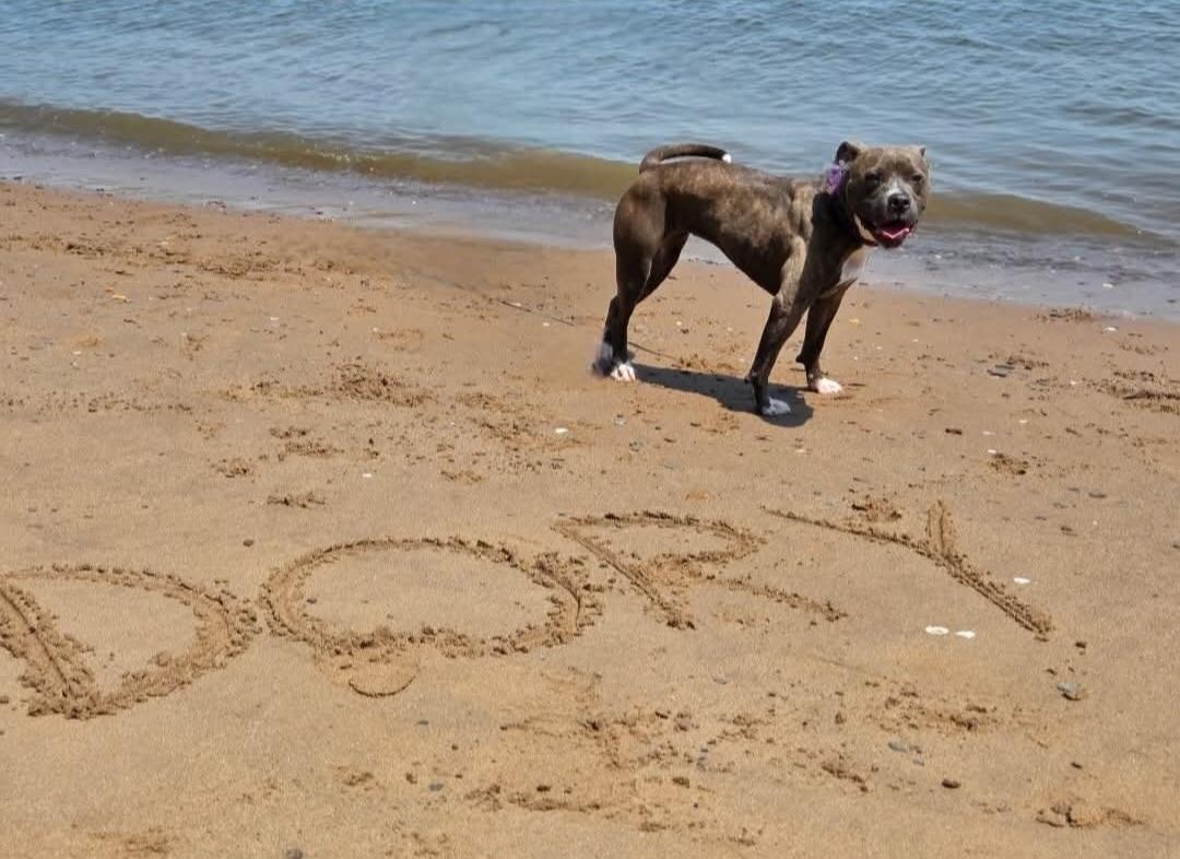 Enlarge Dory, a Adoptable American Staffordshire Terrier in Sewaren, NJ image 2/4