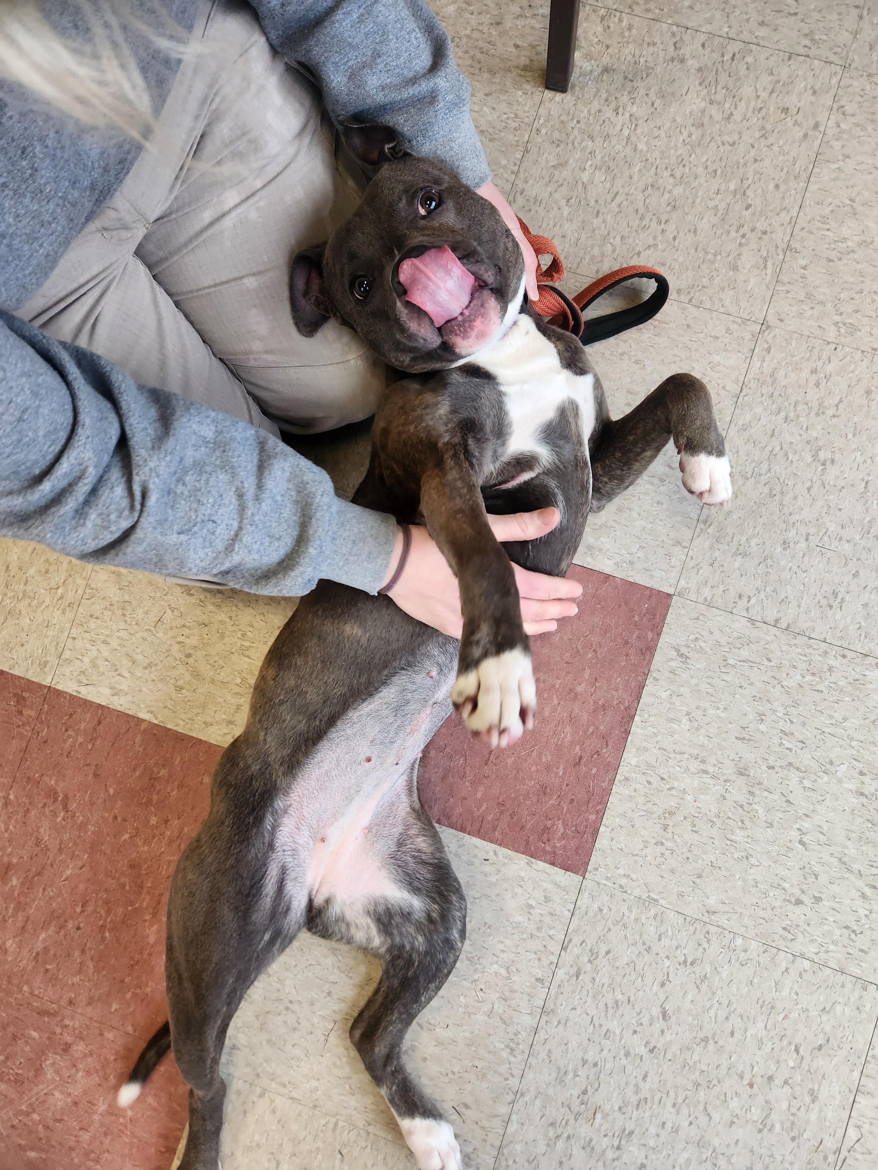 Enlarge Dory, a Adoptable American Staffordshire Terrier in Sewaren, NJ image 4/4