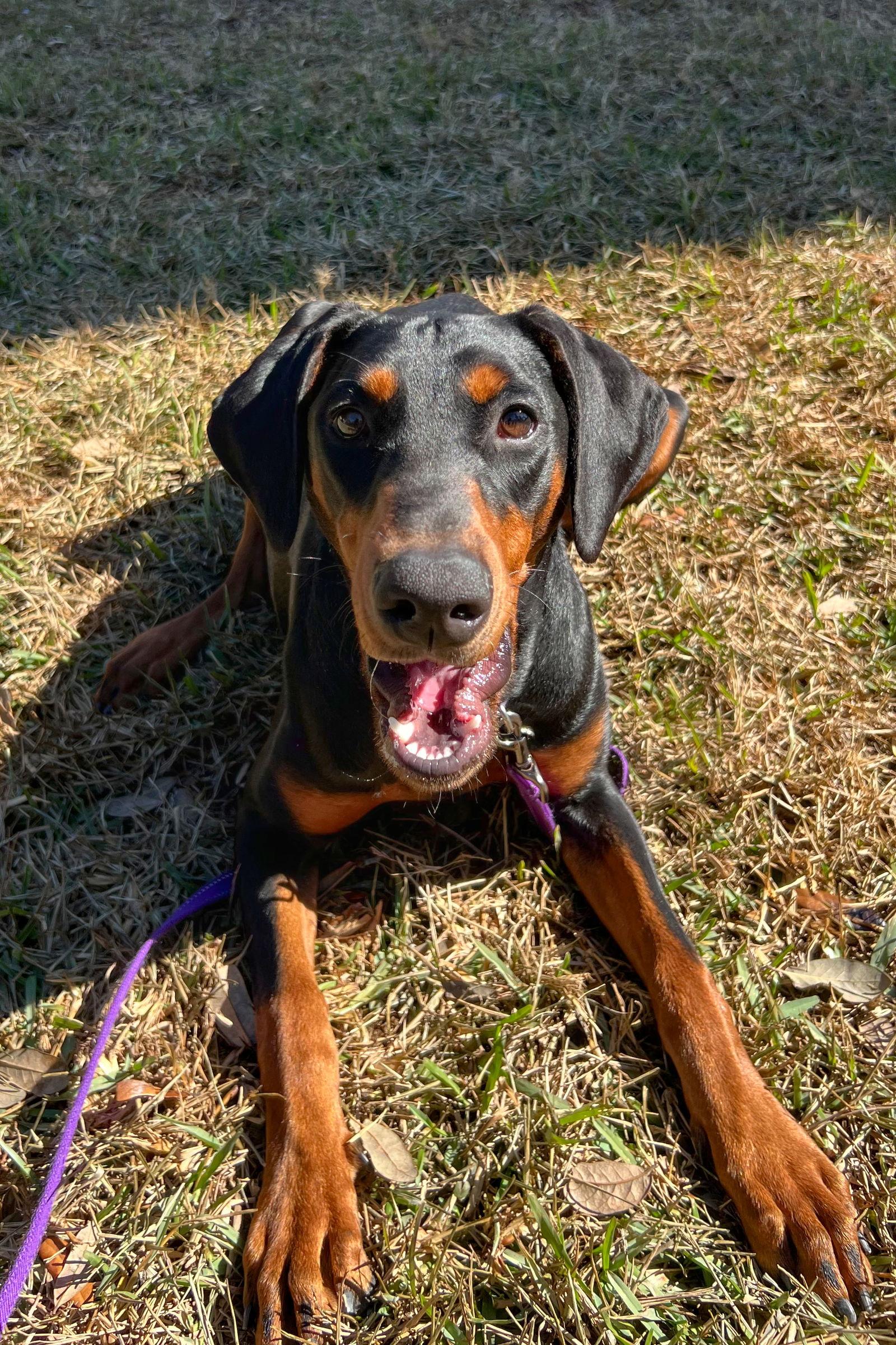 Evie 3524, Adopted, Young Female Doberman Pinscher.