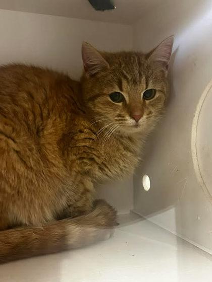 Nala, Adoptable, Adult Female Domestic Short Hair & Domestic Short Hair.