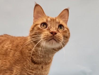 Stark, Adoptable, Adult Male Domestic Short Hair & Domestic Short Hair.
