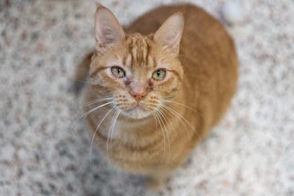 Enlarge Stark, a Adoptable mixed breed in Golden Valley, MN image 2/2