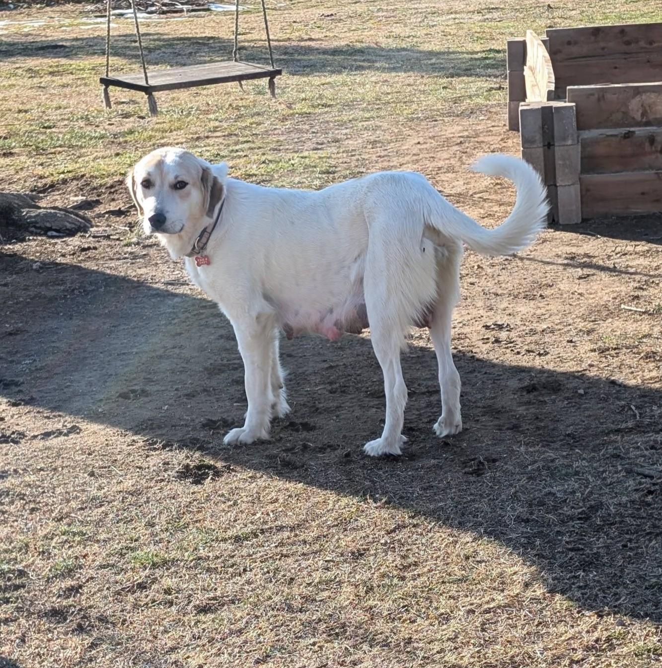 Enlarge Rosemary , a ADOPTABLE mixed breed in Kiowa, OK image 2/6