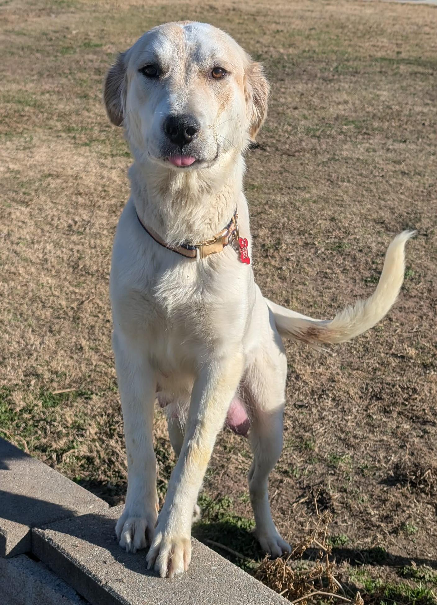Rosemary , ADOPTABLE, Adult Female Great Pyrenees.