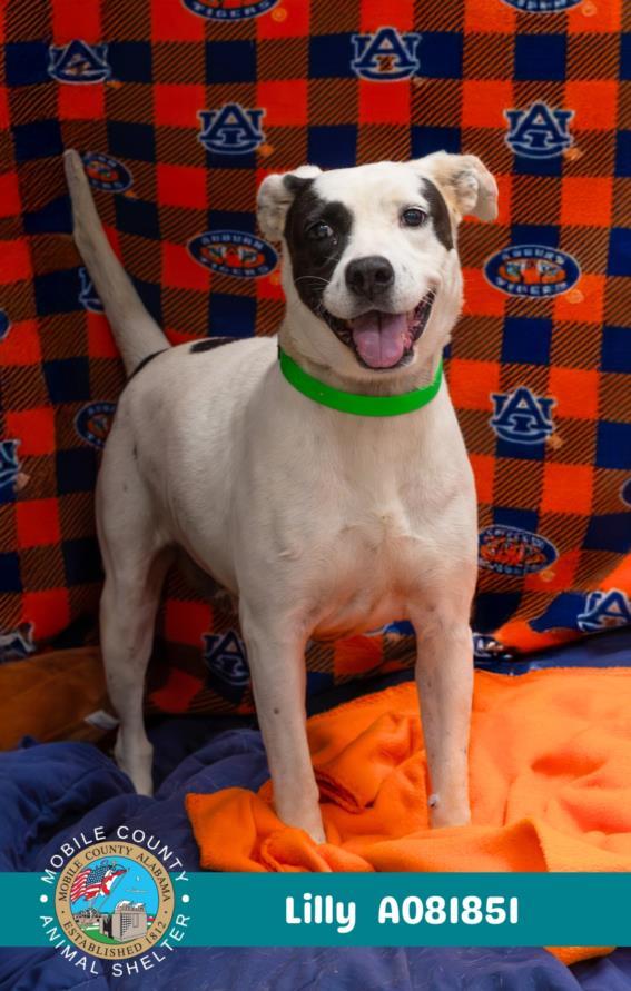 Enlarge LILLY, a Adoptable mixed breed in Mobile, AL image 1/1