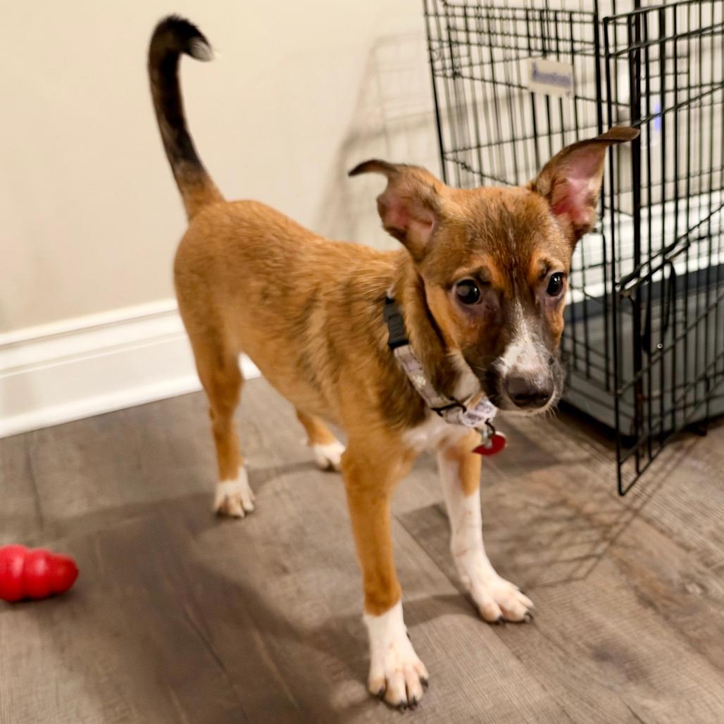 Enlarge Mary, a Adoptable mixed breed in Delaware, OH image 1/2