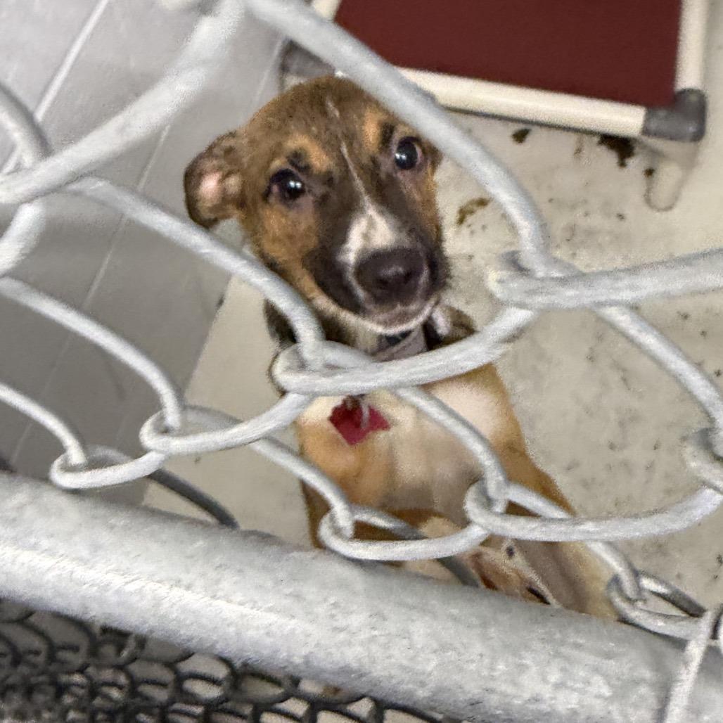 Enlarge Mary, a Adoptable mixed breed in Delaware, OH image 2/2