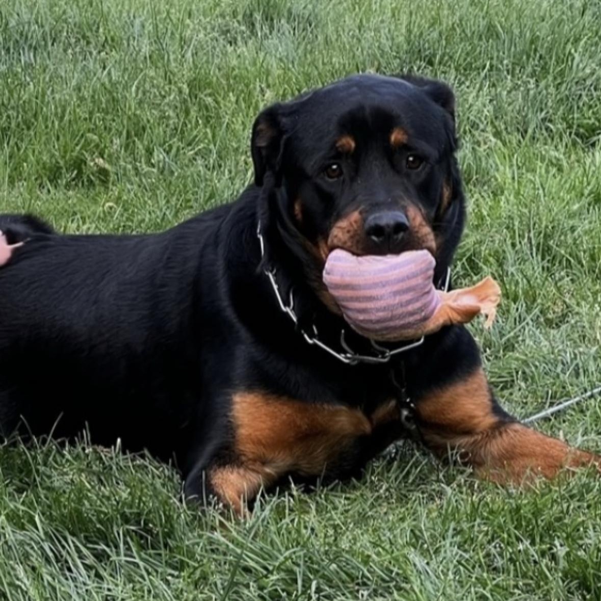Enlarge Bear, an adopted Rottweiler in Rochester Hills, MI image 1/1
