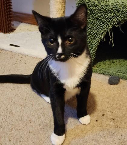 Whiskers, a Adoptable mixed breed in Verona, WI image 1/2