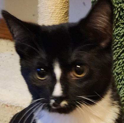 Whiskers, a Adoptable mixed breed in Verona, WI image 2/2