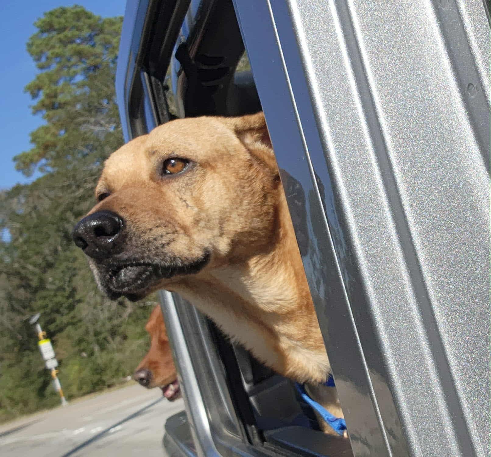 Enlarge Butters, a Adoptable mixed breed in Brewster, NY image 3/6