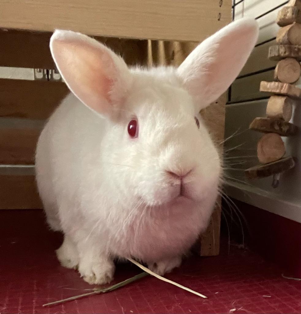 Quinn, a Adoptable Florida White in Pomona, NY image 1/4