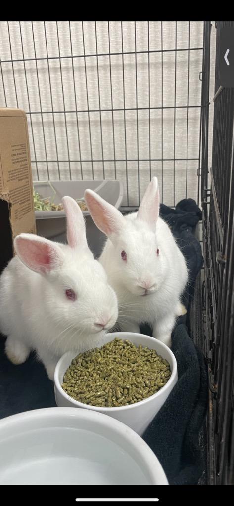 Quinn, a Adoptable Florida White in Pomona, NY image 3/4