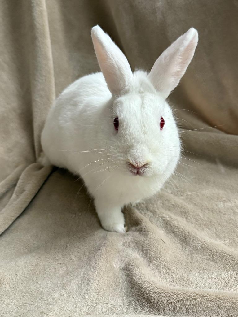 Enlarge Quinn, a Adoptable Florida White in Pomona, NY image 2/4