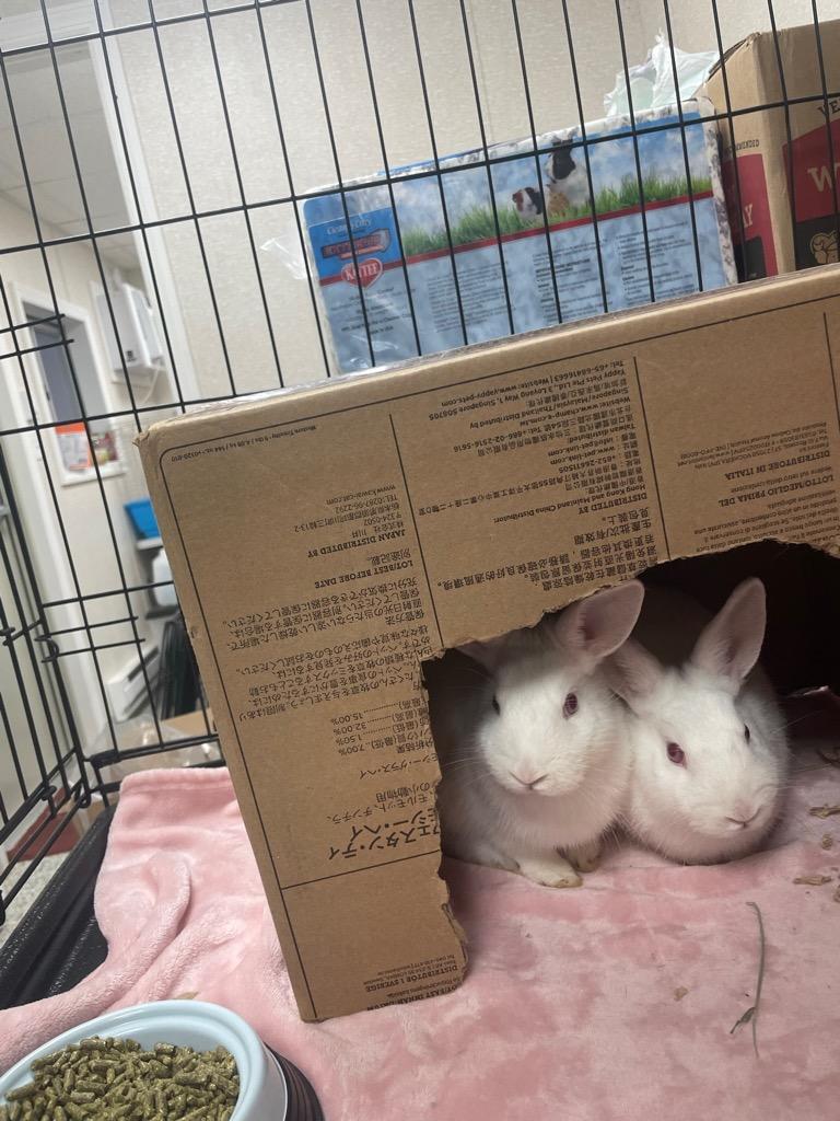 Quinn, a Adoptable Florida White in Pomona, NY image 4/4