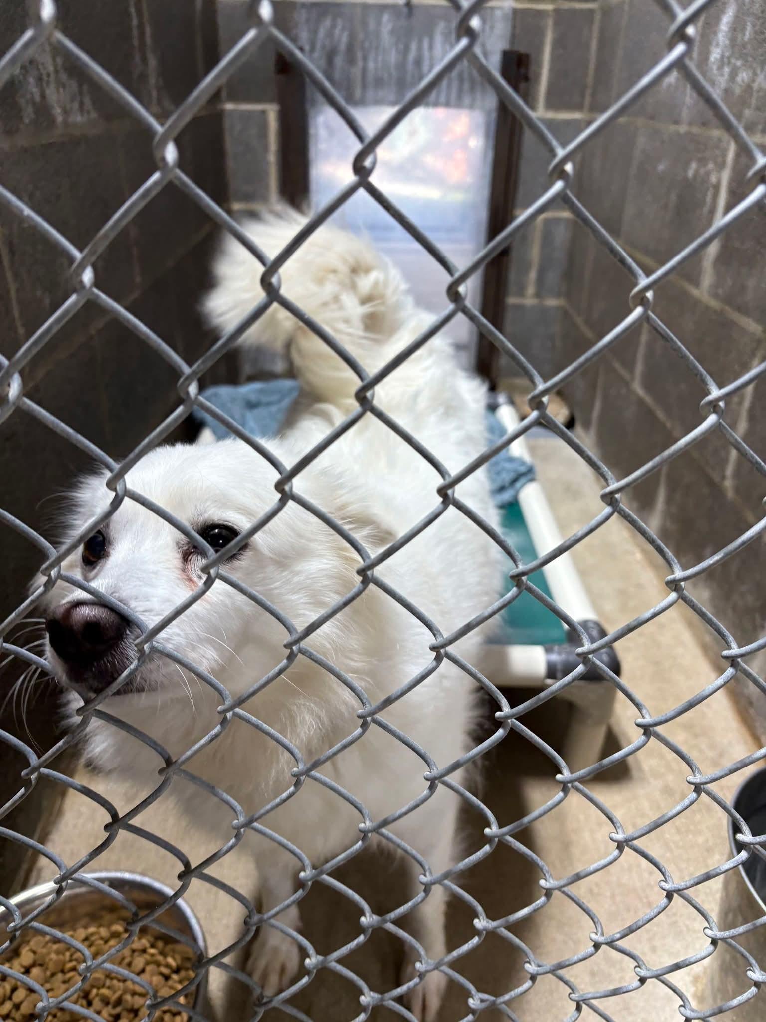 Enlarge Princess , a other American Eskimo Dog in Shelbyville, TN image 4/4
