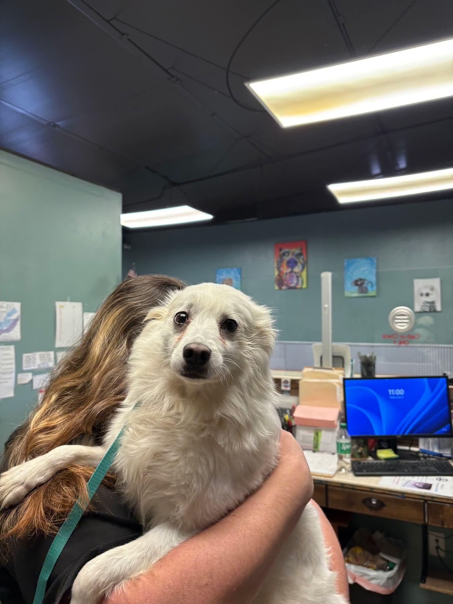 Enlarge Princess , a other American Eskimo Dog in Shelbyville, TN image 2/4