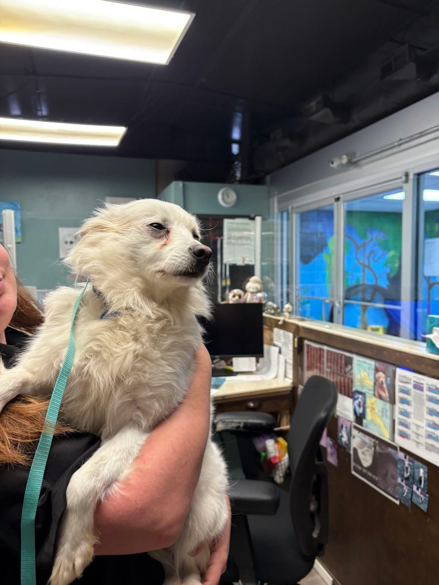 Enlarge Princess , a other American Eskimo Dog in Shelbyville, TN image 3/4