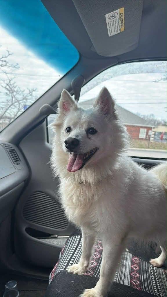 Princess , ADOPTABLE, Adult Female American Eskimo Dog.