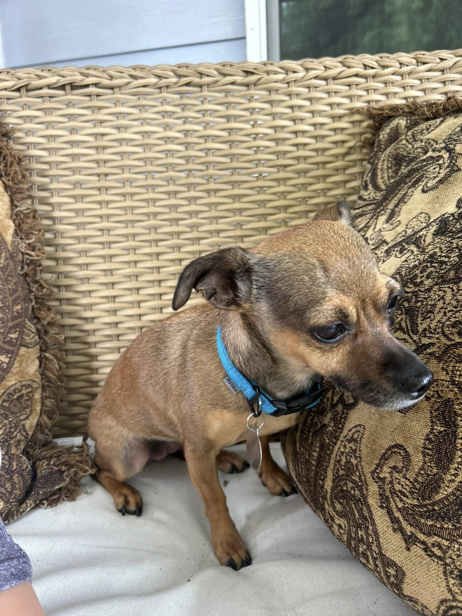 Enlarge Fawn, a Adopted Chihuahua in West Richland, WA image 1/6