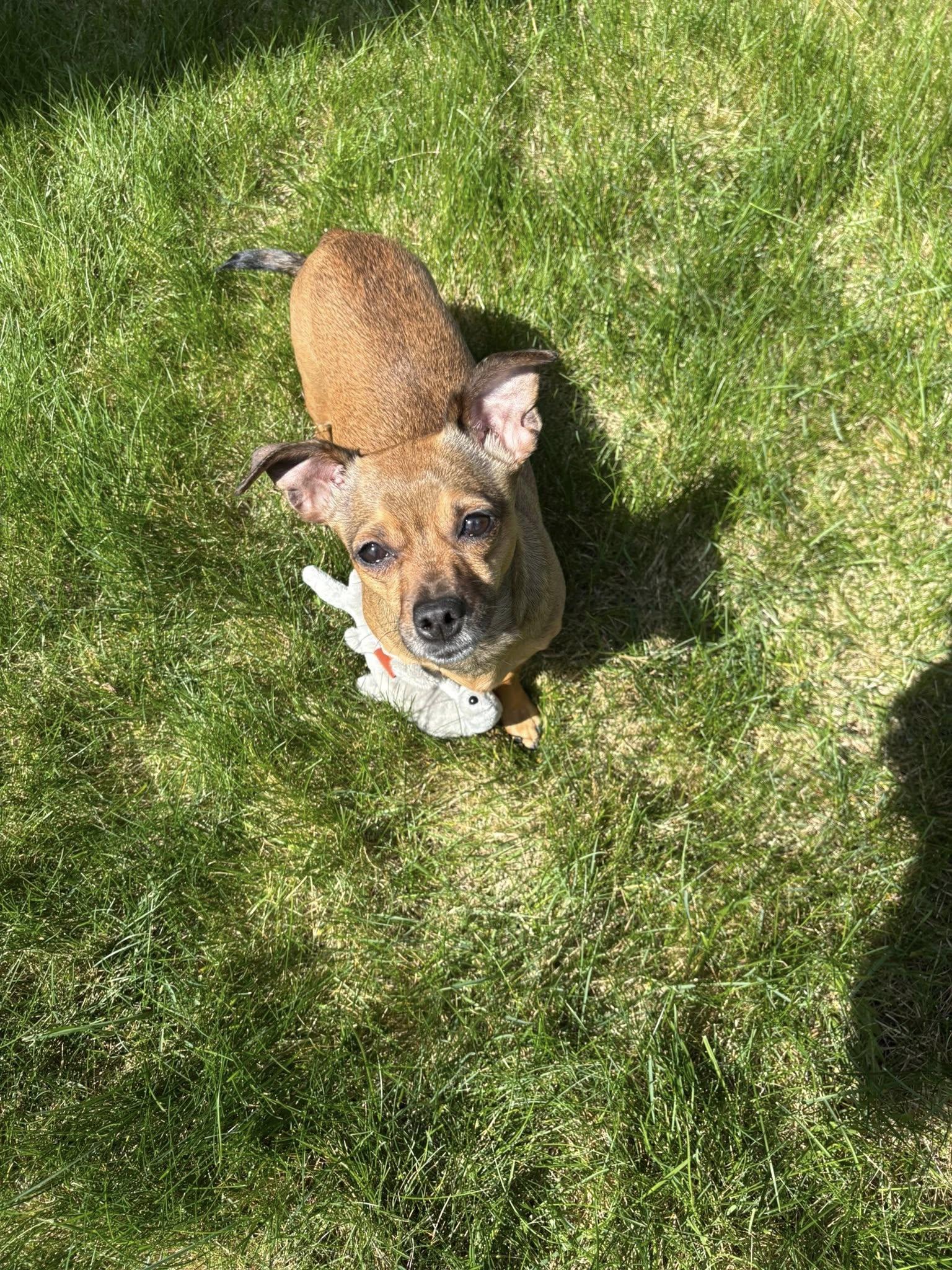 Enlarge Fawn, a Adopted Chihuahua in West Richland, WA image 2/6