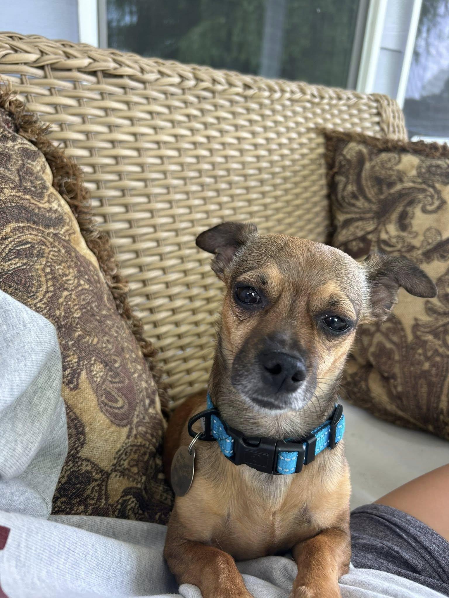 Enlarge Fawn, a Adopted Chihuahua in West Richland, WA image 3/6