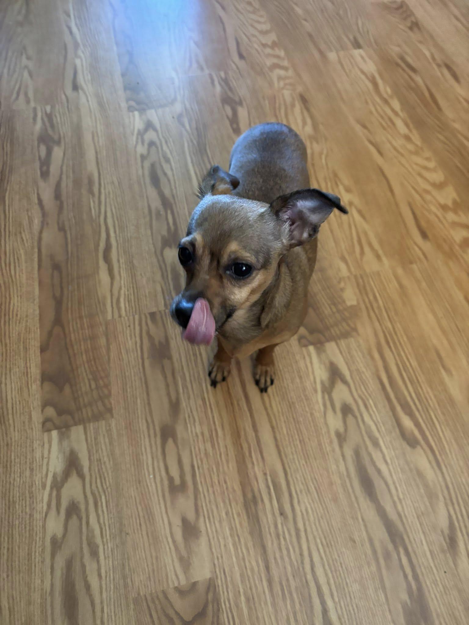 Enlarge Fawn, a Adopted Chihuahua in West Richland, WA image 4/6