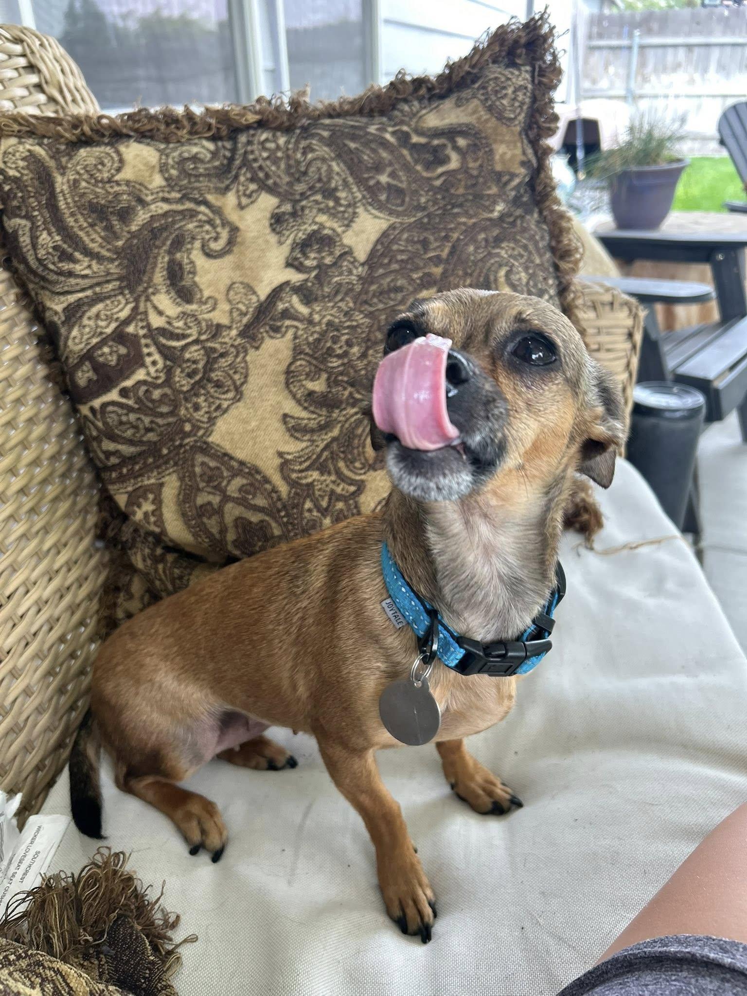 Enlarge Fawn, a Adopted Chihuahua in West Richland, WA image 5/6