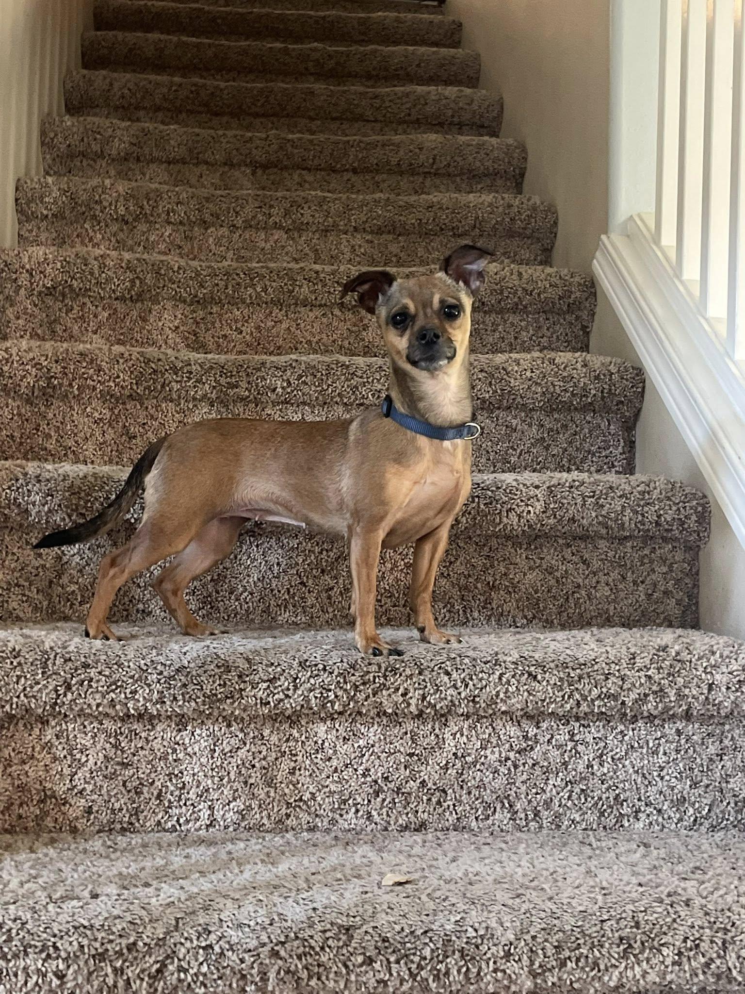 Enlarge Fawn, a Adopted Chihuahua in West Richland, WA image 6/6