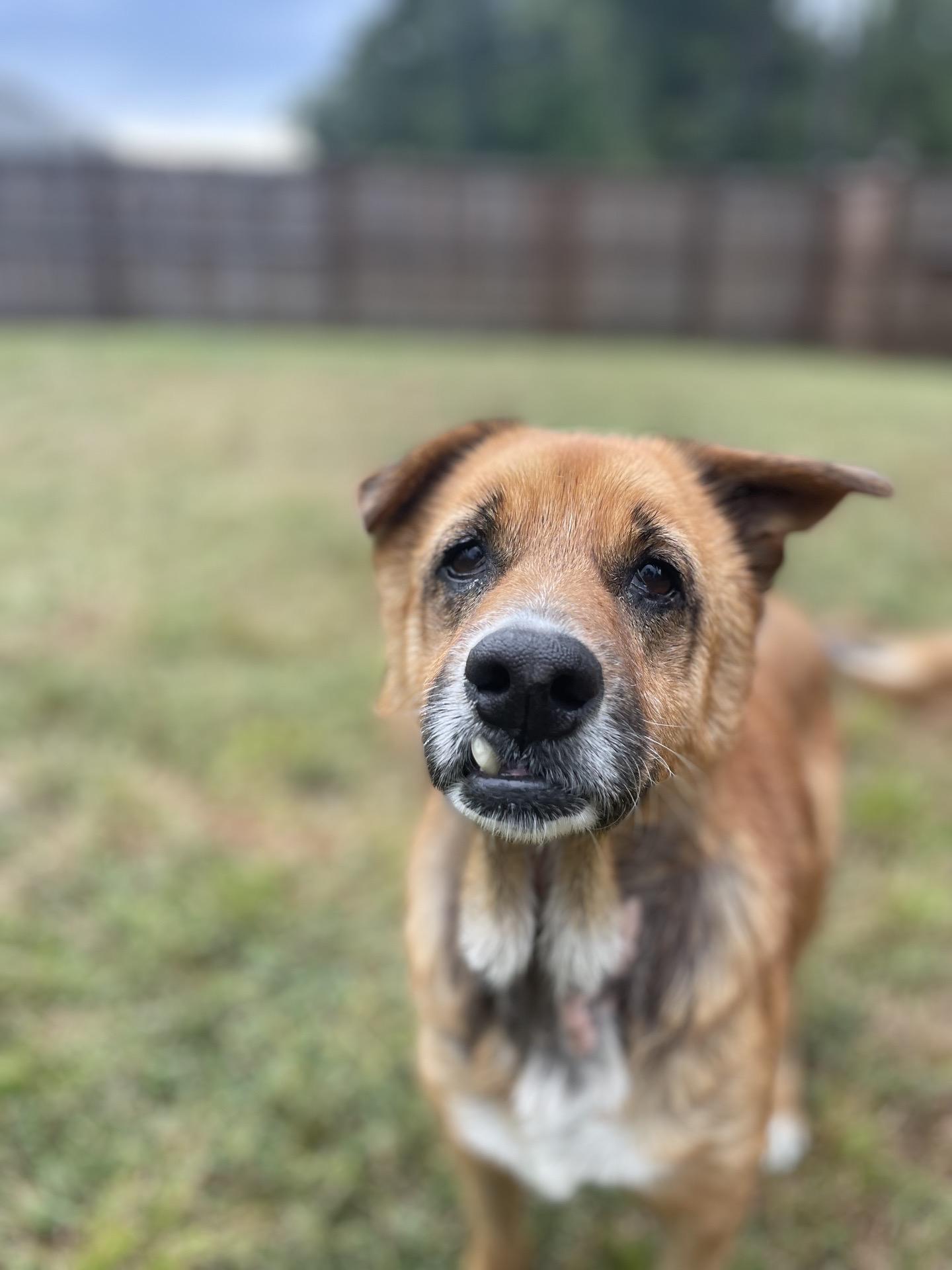 Tina, ADOPTABLE, Senior Female Chow Chow.