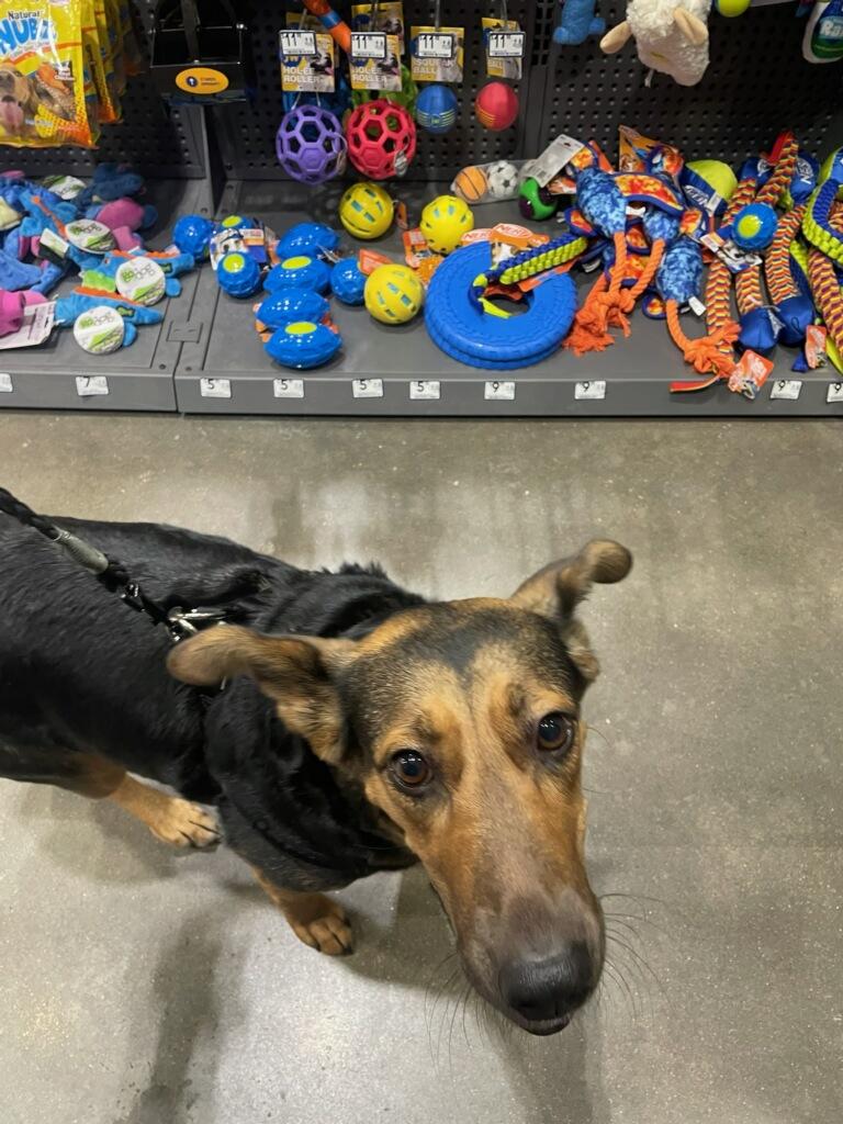 Enlarge Dutchess-CO, a Adoptable mixed breed in Denver, CO image 2/5