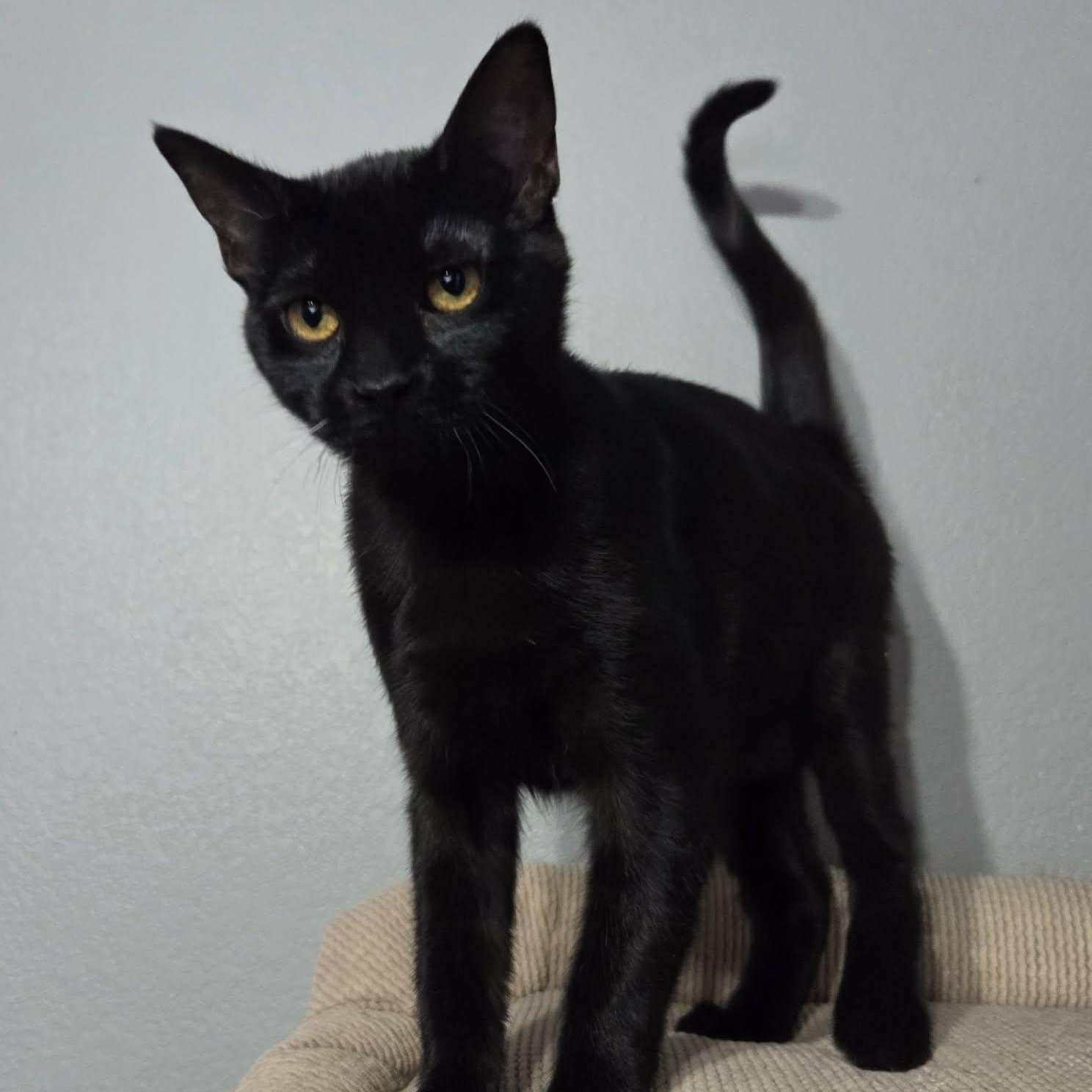 Enlarge MYSTIC - FelV+, a ADOPTABLE Domestic Short Hair in Loveland, CO image 4/6