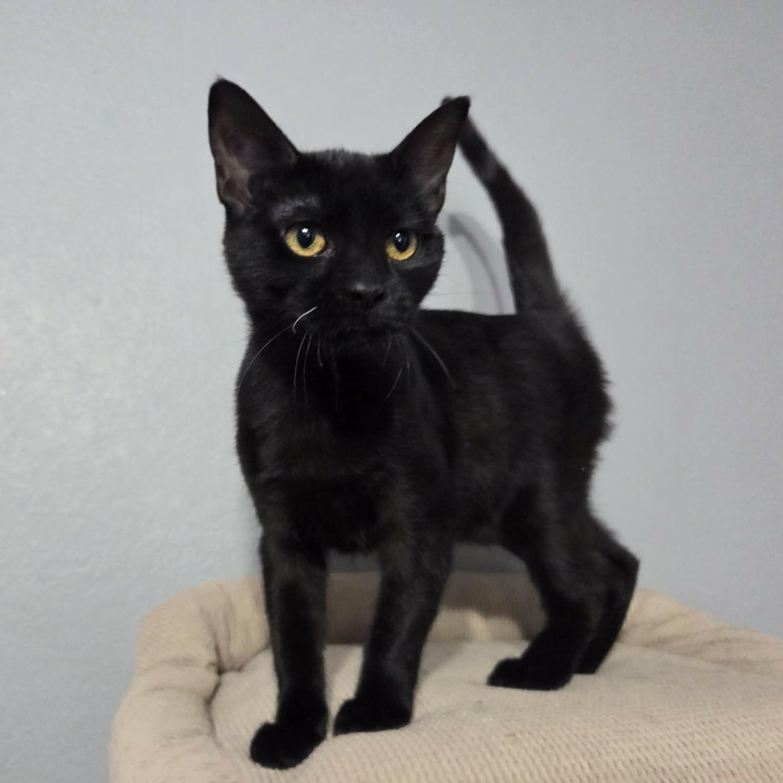 MYSTIC - FelV+, ADOPTABLE, Young Female Domestic Short Hair.