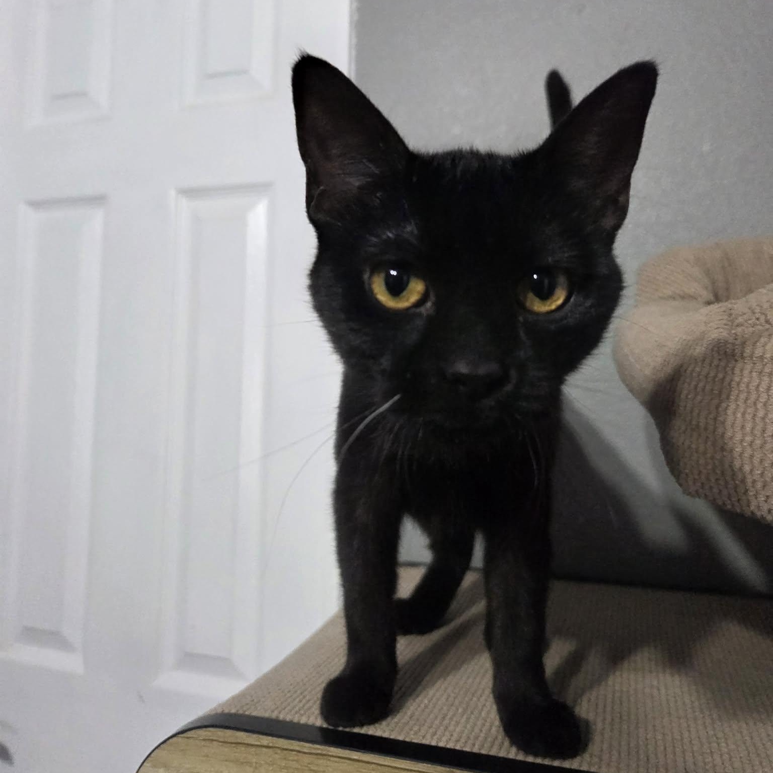 Enlarge MYSTIC - FelV+, a ADOPTABLE Domestic Short Hair in Loveland, CO image 6/6