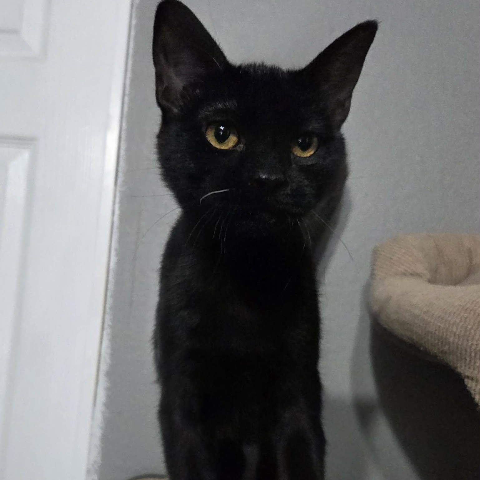 Enlarge MYSTIC - FelV+, a ADOPTABLE Domestic Short Hair in Loveland, CO image 2/6