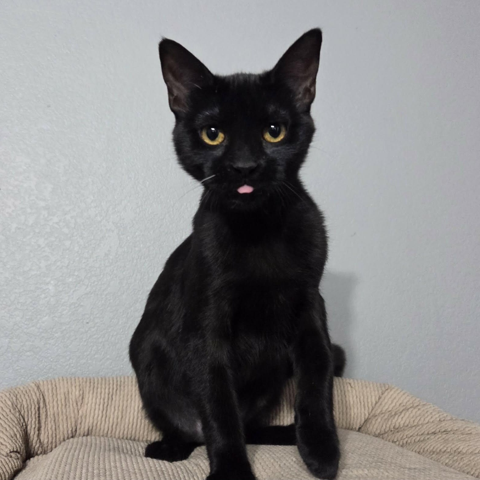 Enlarge MYSTIC - FelV+, a ADOPTABLE Domestic Short Hair in Loveland, CO image 3/6