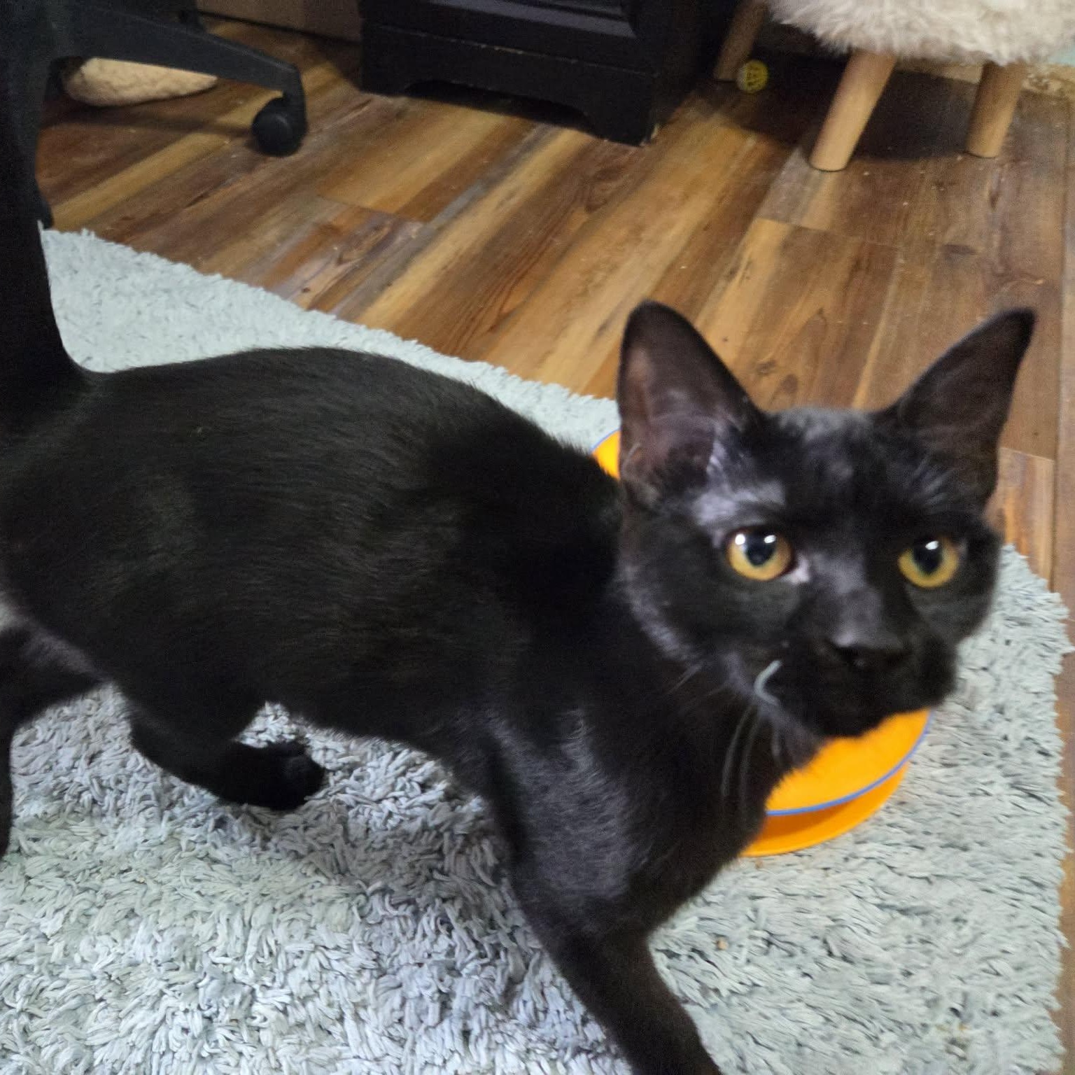 Enlarge MYSTIC - FelV+, a ADOPTABLE Domestic Short Hair in Loveland, CO image 5/6