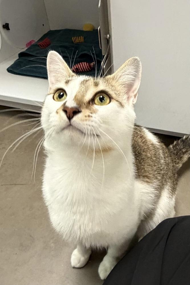 Ron Swanson, Adoptable, Adult Male Domestic Short Hair.