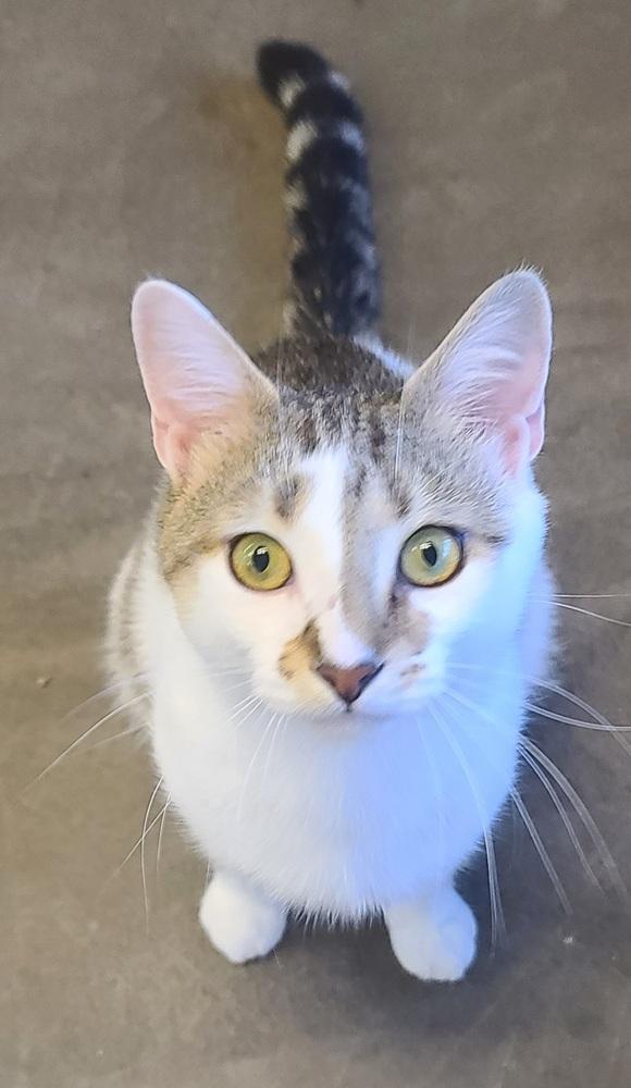 Ron Swanson (must go w/ Ben Wyatt), Adoptable, Adult Male Domestic Short Hair.