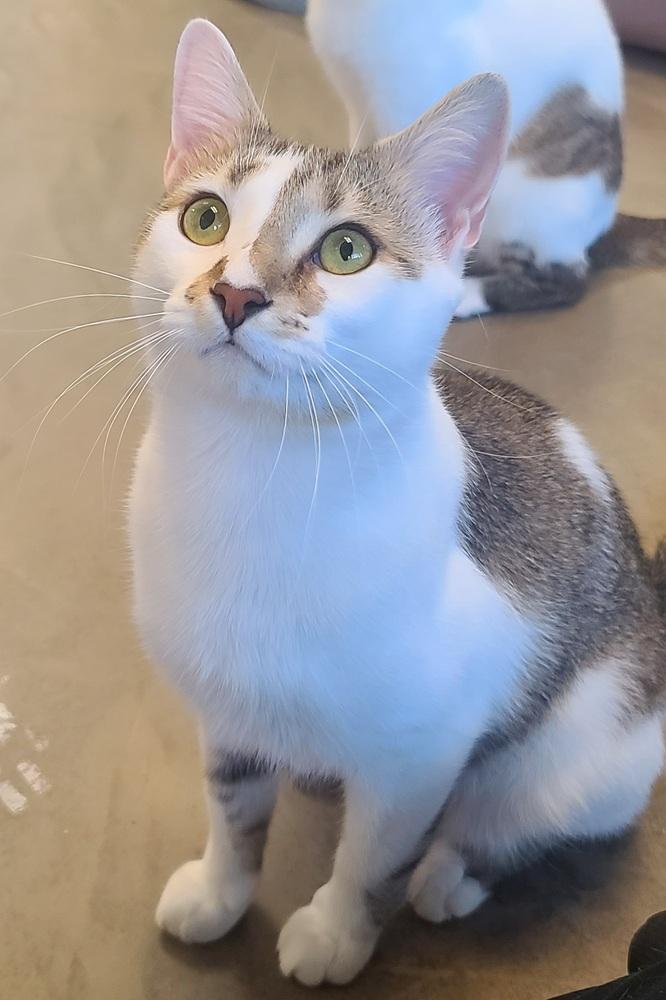 Enlarge Ron Swanson (must go w/ Ben Wyatt), a Adoptable Domestic Short Hair in Cary, NC image 2/2
