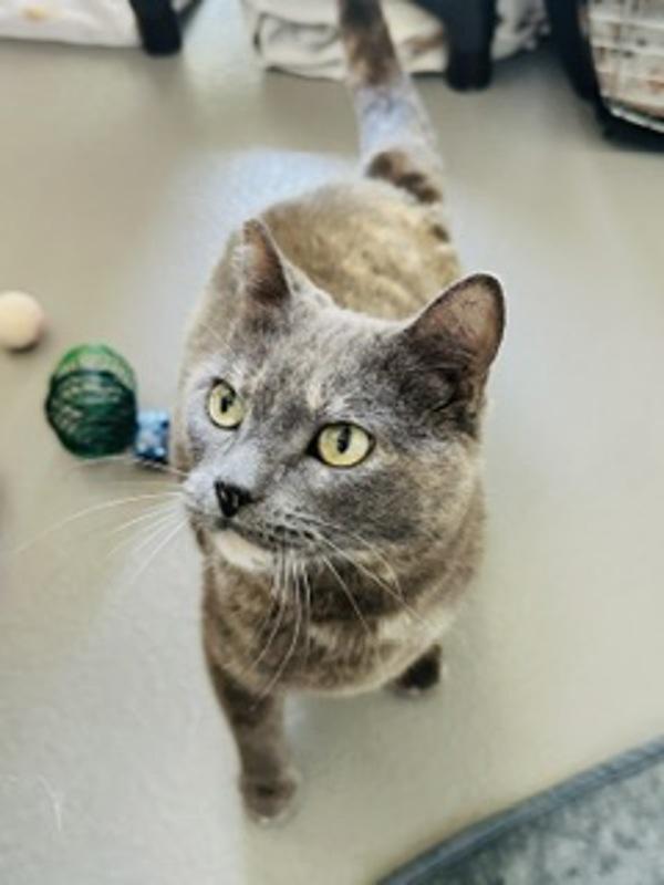 Claire, Adoptable, Adult Female Domestic Medium Hair.