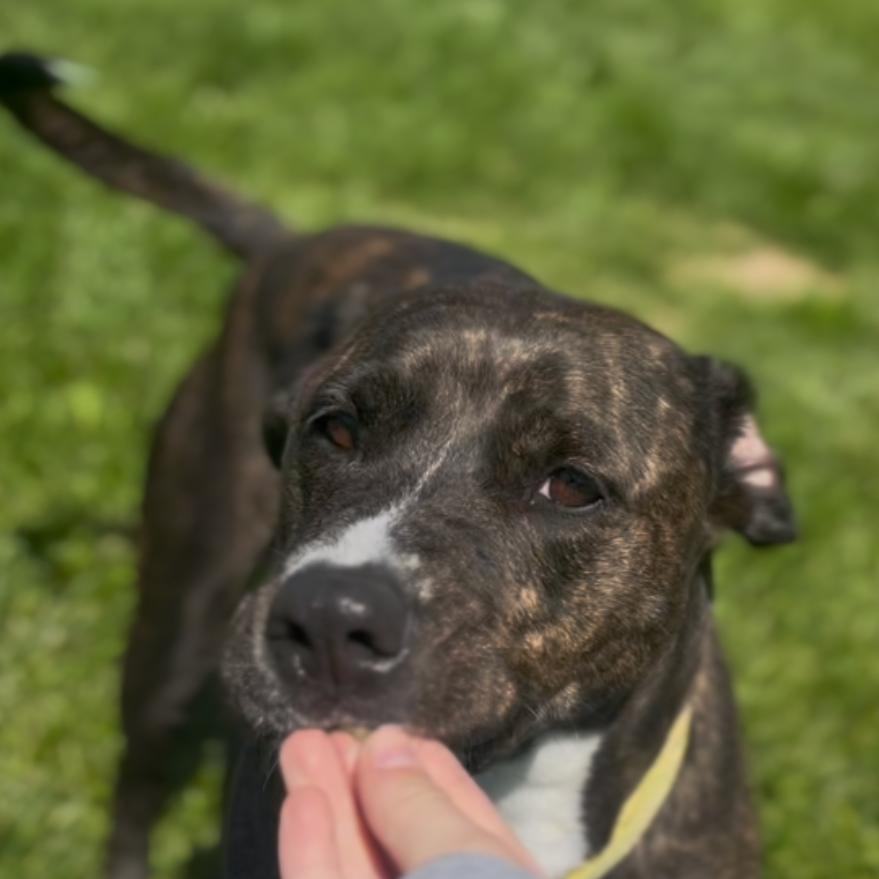 Cora, Adoptable, Adult Female Pit Bull Terrier & Mixed Breed.
