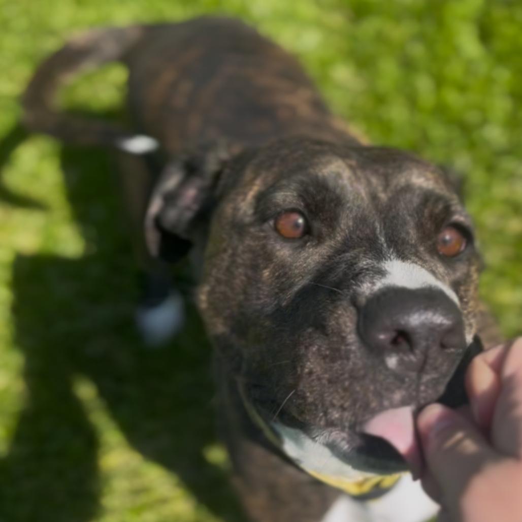 Enlarge Cora, a Adoptable mixed breed in Marysville, OH image 2/6