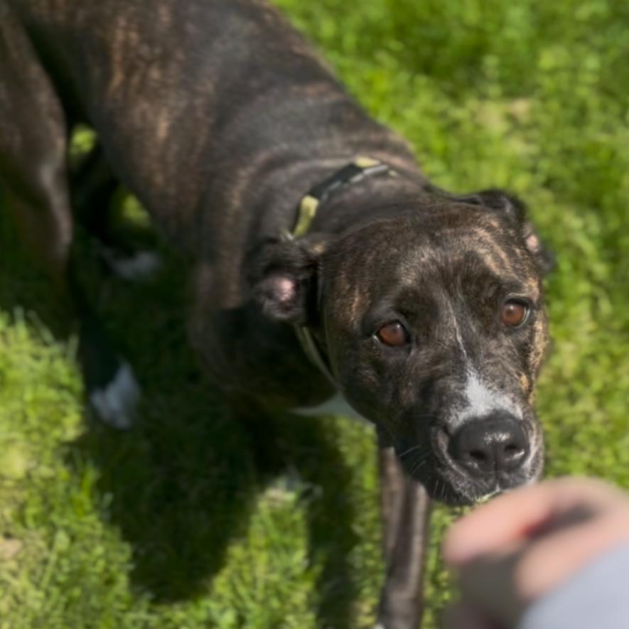 Enlarge Cora, a Adoptable mixed breed in Marysville, OH image 3/6