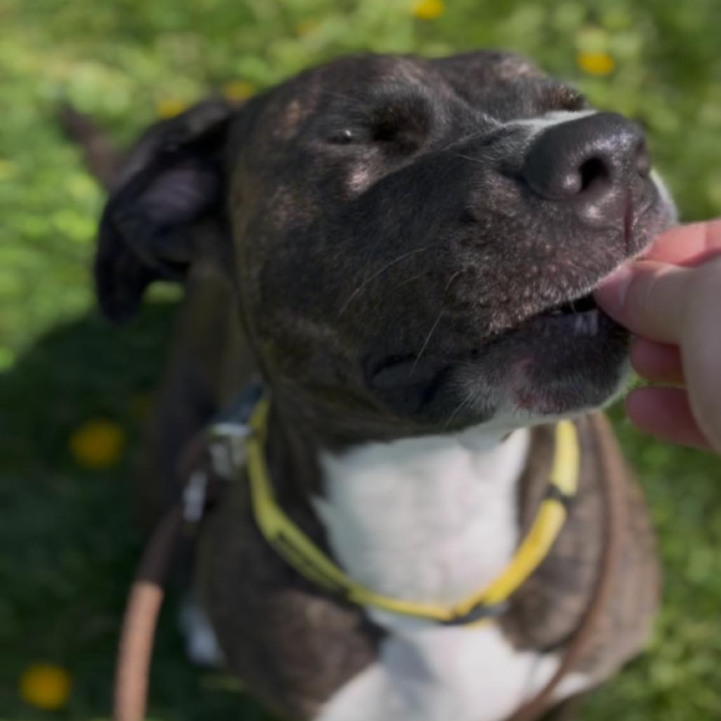 Enlarge Cora, a Adoptable mixed breed in Marysville, OH image 4/6