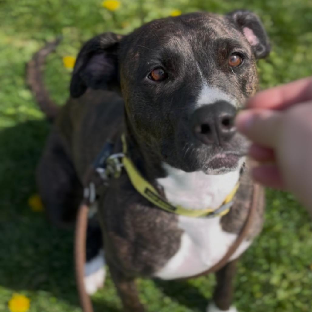 Enlarge Cora, a Adoptable mixed breed in Marysville, OH image 5/6