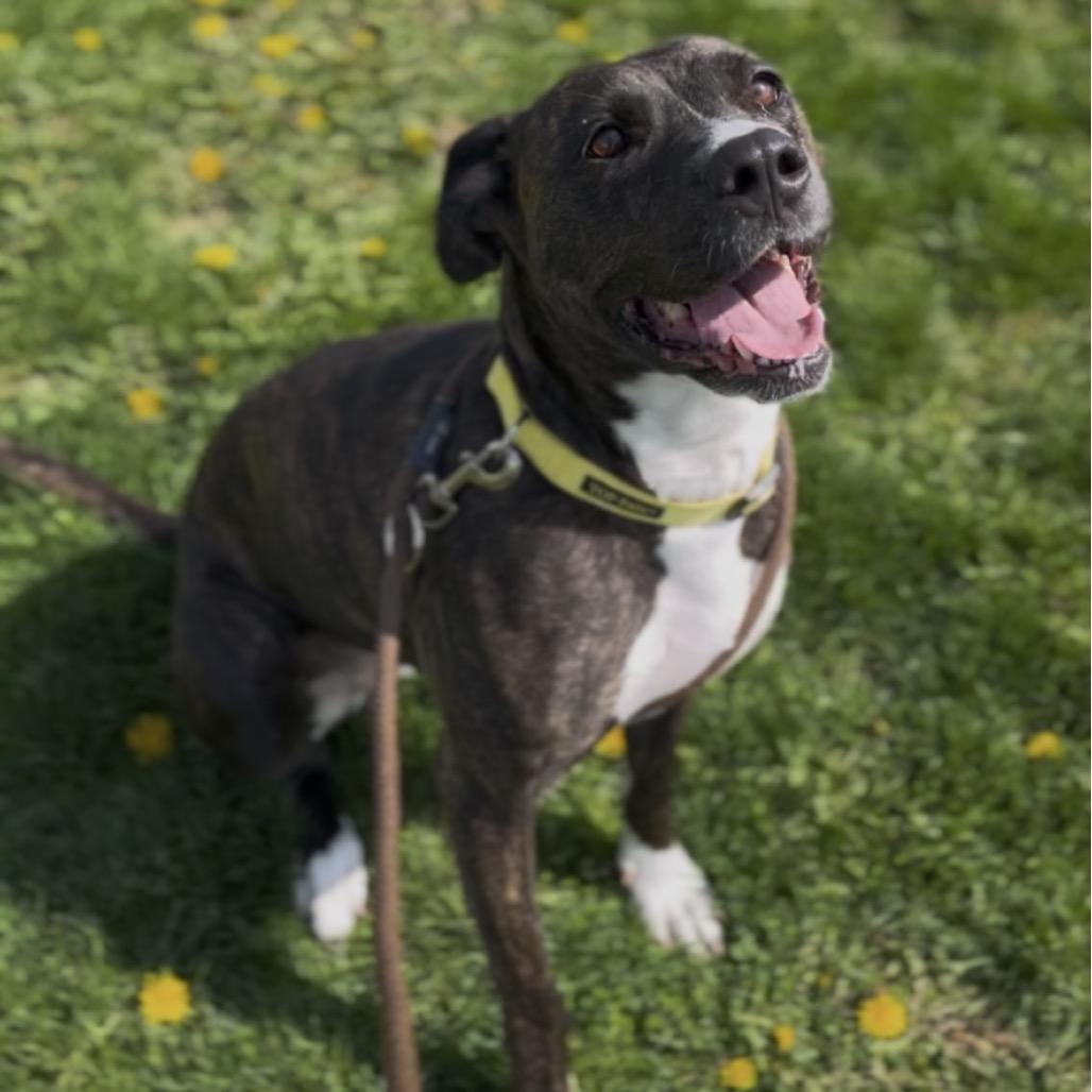 Enlarge Cora, a Adoptable mixed breed in Marysville, OH image 6/6