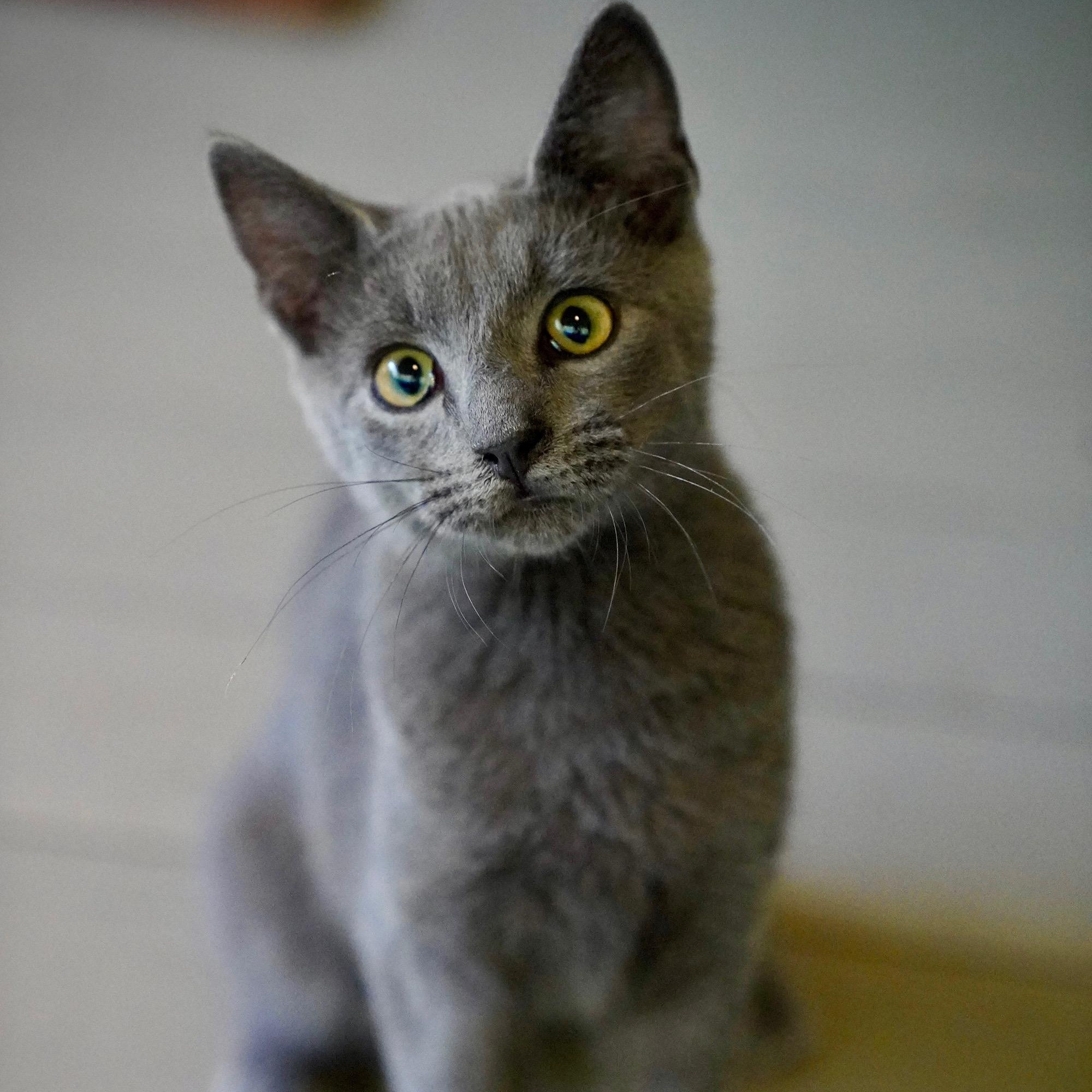 Mariner, Adopted, Kitten Male Russian Blue & Domestic Short Hair.