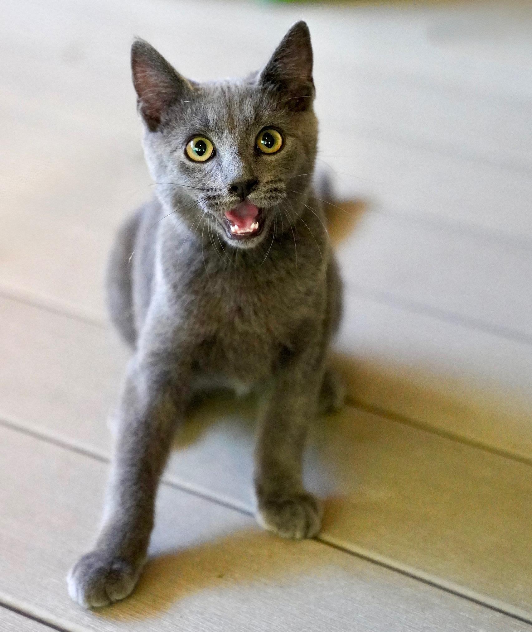 Enlarge Mariner, a Adopted mixed breed in Hixson, TN image 4/6